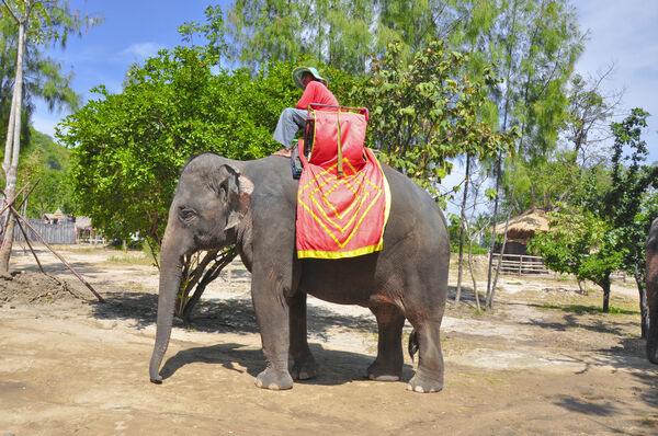 Elefant i Hua Hin