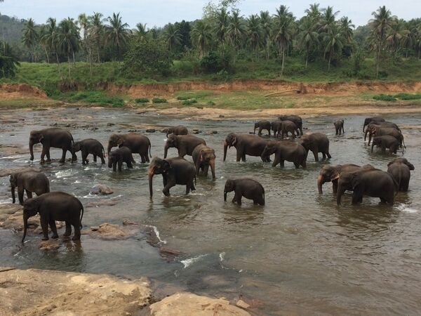 Pinnawela Elephant Orphanage