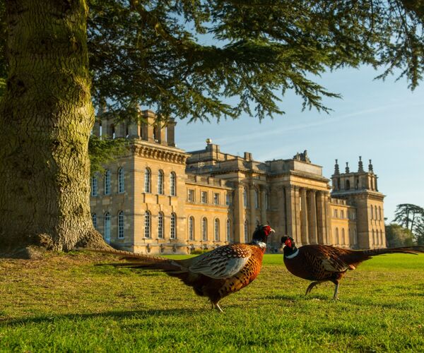 Blenheim med fasaner 605998 199 Visit Britain