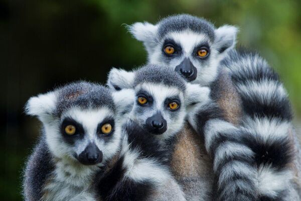 Madagaskar 22 7