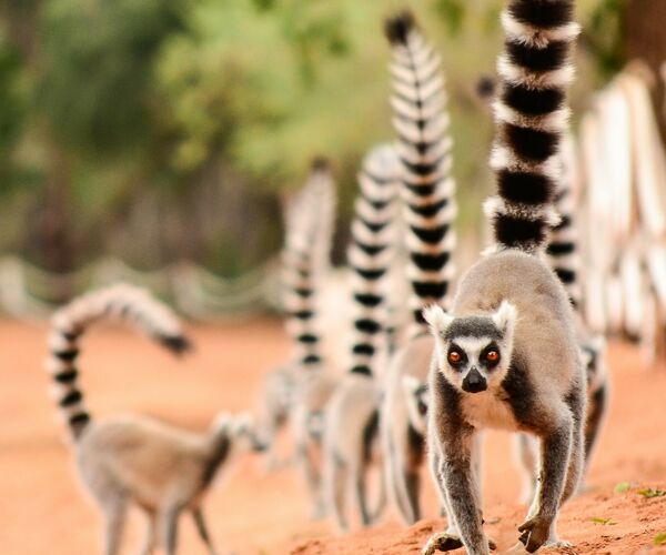 Shutterstock 711065866 Madagaskar Lemur liten