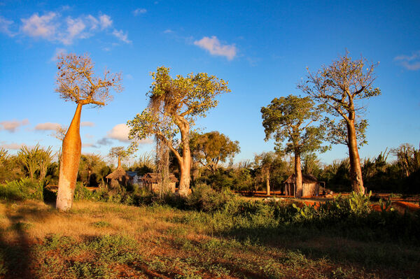 Baobab nær Ifaty