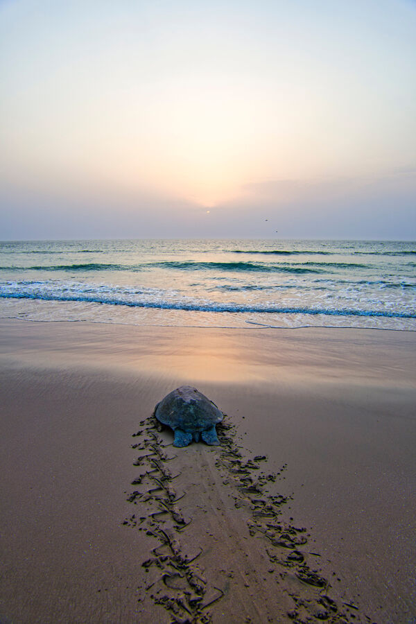 Skilpadde på stranden i Sur