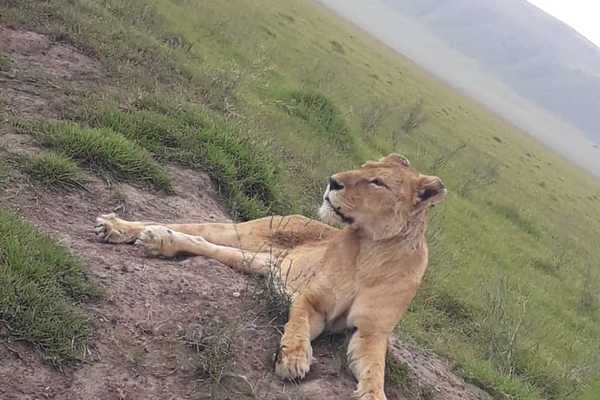 Ngorongoro krateret