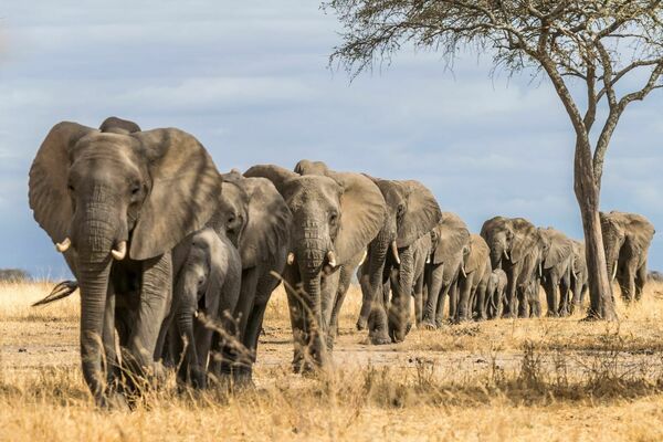 Shutterstock 1480282913 Elefanter mindre