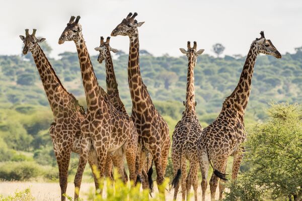 Shutterstock 1099026716 Tarangire National Park Tanzania mindre