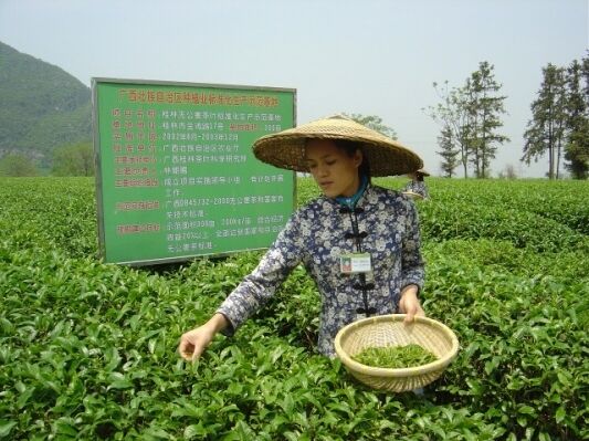 Te plantasje i Guilin