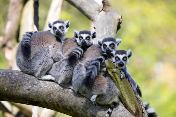 Mada Family Ring Tailed Lemur