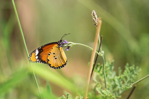 Monarch butterfly Israel