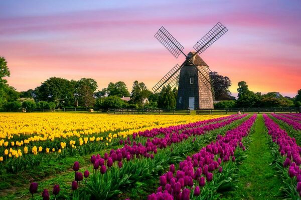 Shutterstock 1776241985 nederland tulipener