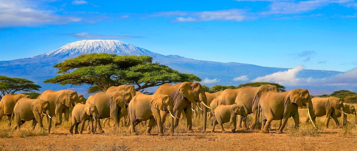 Kenya - Safari - Elefant