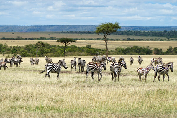 Shutterstock 11578894211 African Zebras in The Savannah Masai Mara Kenya