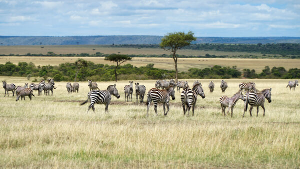 Shutterstock 11578894211 African Zebras in The Savannah Masai Mara Kenya