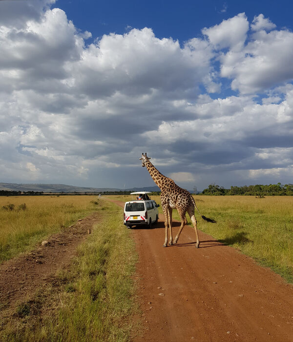 Shutterstock 1301927755 Giraffe in african Masai mara against blue sky with clouds on the road