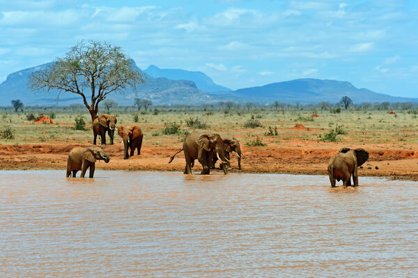 Tsavo East National park