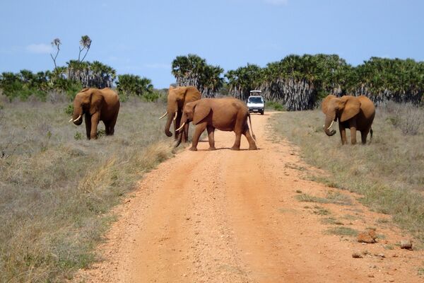 Tsavo east national park shutterstock 2417022043