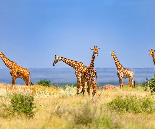 Tsavo east national park shutterstock 2637175363