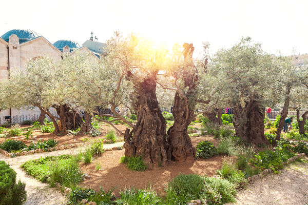 Getsemane 1 mindre pix