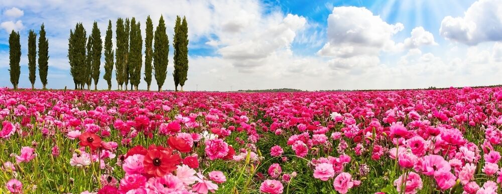 Blomstereng Israel 3 min pix