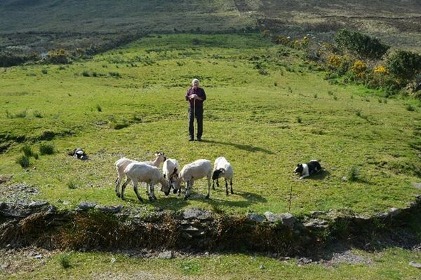 Kells Sheep Farm Irland