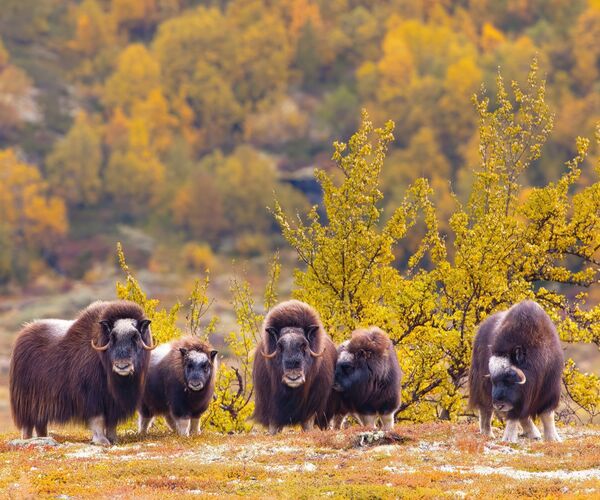 Moskuser på Dovrefjell shutterstock 2120634179