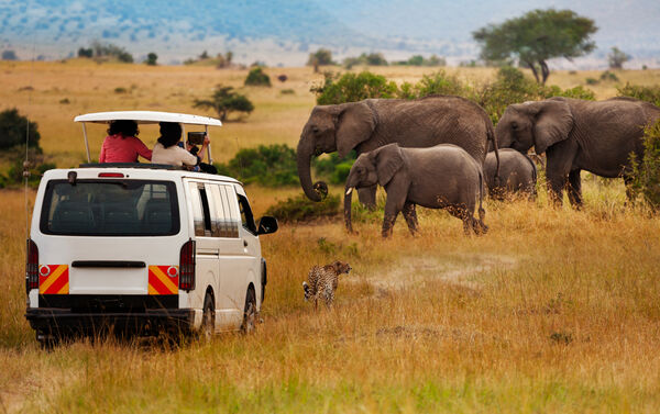 Safari